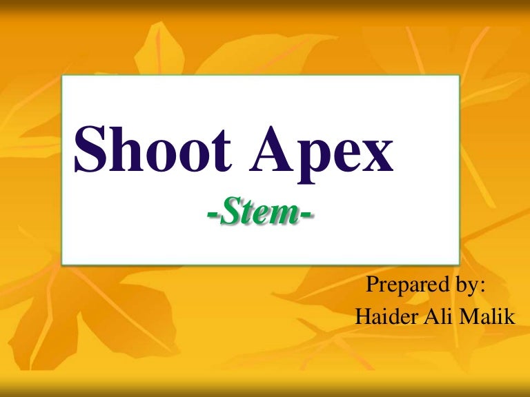 Shoot Apex