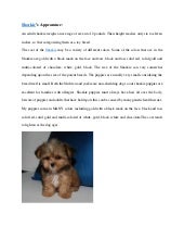 shorkie hypoallergenic dog