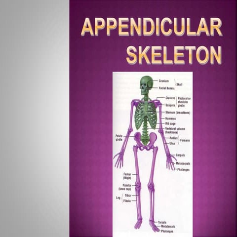 Appendicular Skeleton-Shoulder girdle and upper limb