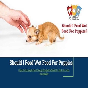 Should I Feed Wet Food For Puppies