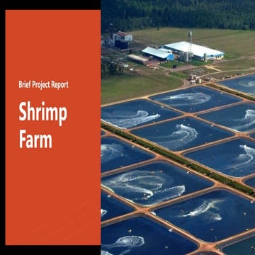Shrimp Farm Project Report