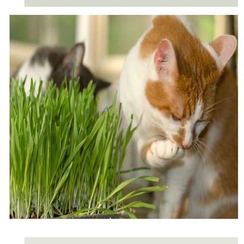 SHRM 11: THE FUTURE OF HR IS SOCIAL