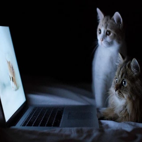 Quand Internet sera gouvernée par les |chats> de Shrödinger