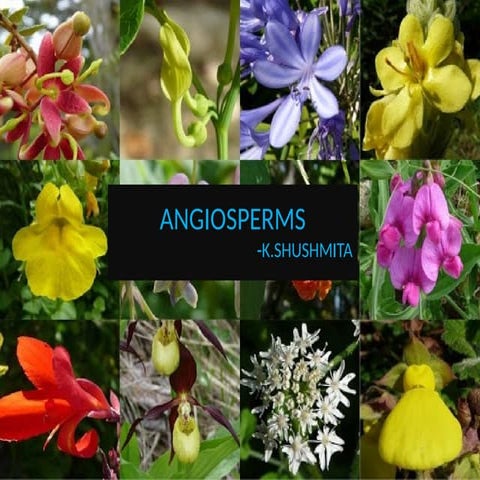 Comprehensive Overview of Angiosperms and Their Life Cycle | PPTX