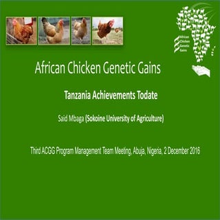 African Chicken Genetic Gains: Tanz...