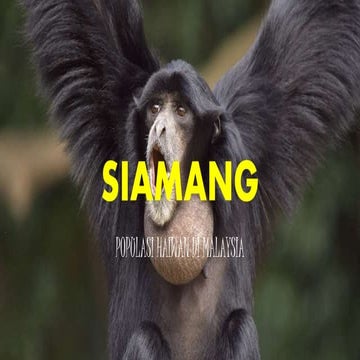 Siamang | PPTX