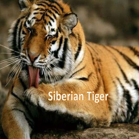 Siberian tiger | PPT