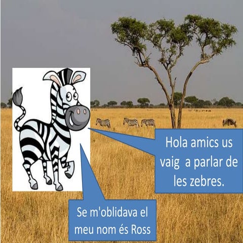  zebra