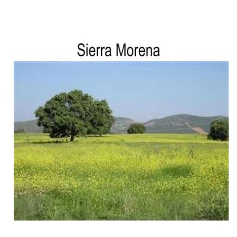 Sierra morena