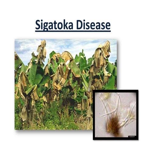 Sigatoka disease