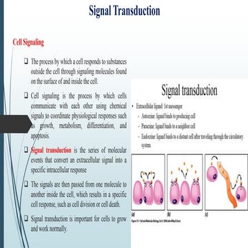 Signal Transduction.pdf................... | PDF