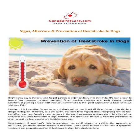 Image showcasing Signs, aftercare & prevention of heatstroke in dogs | PDF