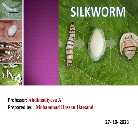 SILKWORM