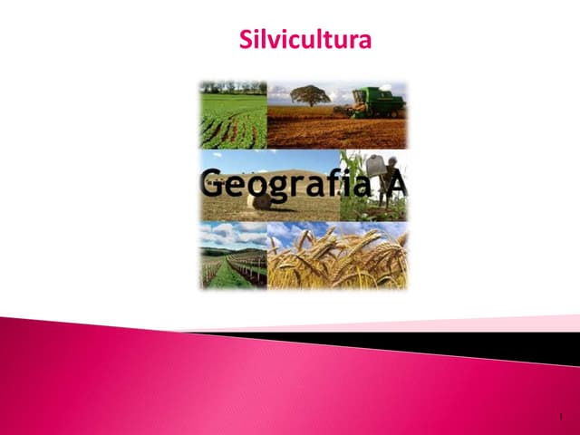 Silvicultura 11º lh1