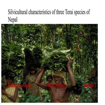 Silvicultural characteristics of three terai species of nepal   pratikshya pa...
