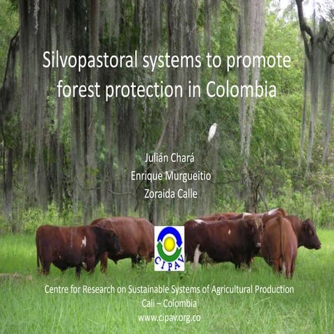 Silvopastoral systems to promote forest protection in Colombia