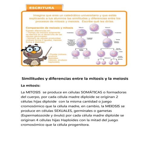Similitudes y diferencias entre la mitosis y la meiosis
