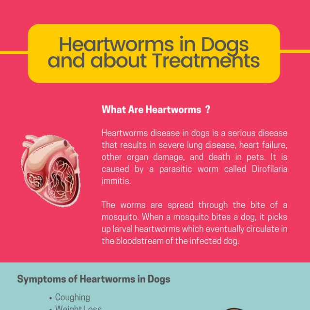Heartworms in Dogs and about Treatments