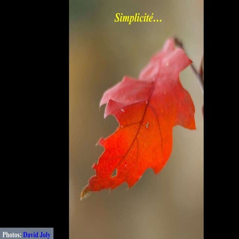 Simplicité - Novembre 2009