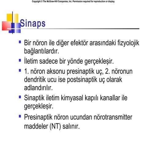 sinaps