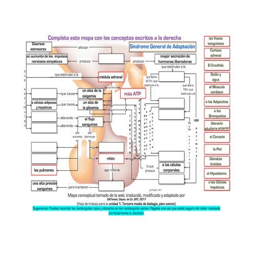Síndrome general de adaptación (SAG). Mapa conceptual para Tercero Medio de Biología, Plan Común. Unidad 1