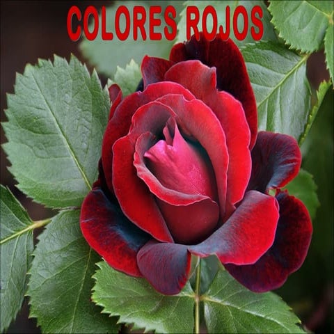 Άλλη φορά άλλο χρώμα. Σήμερα μόνο κόκκινο!!