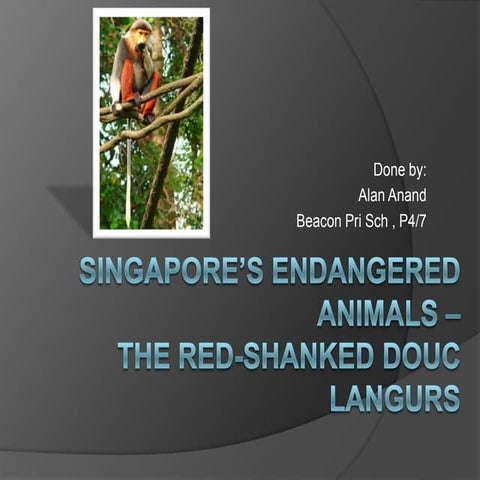 Singapore’s endangered animals – red shabked douc