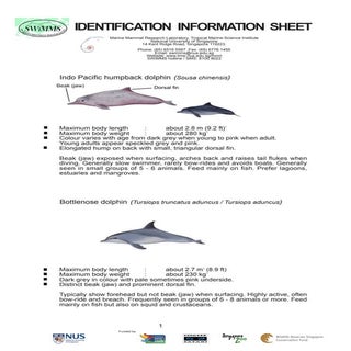 Singapore wild marine mammal survey...