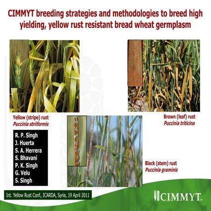 CIMMYT breeding strategies and methodologies to breed high yielding, yellow r...