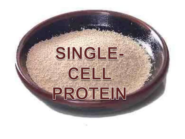 Single cell protein