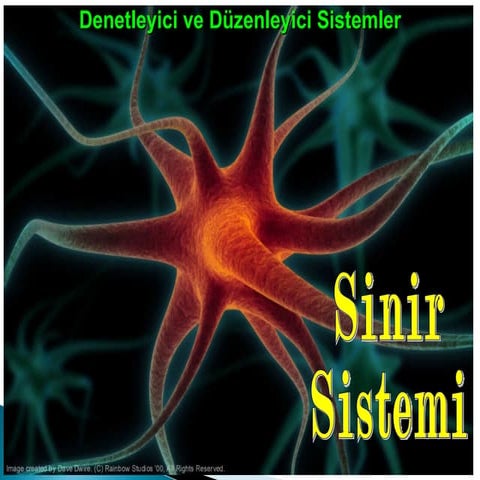 Sinir sistemi | PPT
