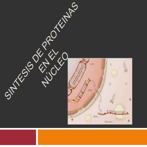 Sintesis de proteinas en el nucleo original