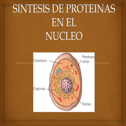 Sintesis de proteinas en el nucleo original