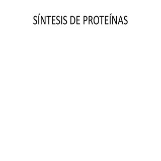Sintesis de proteinas  histologia