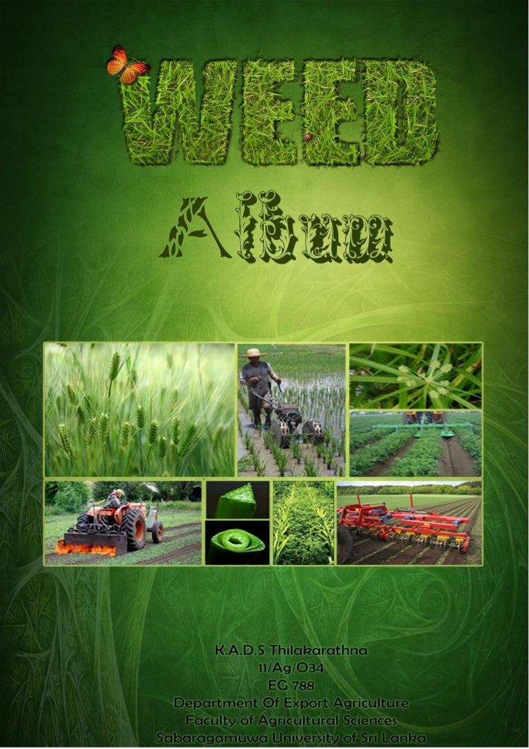 Introduction to Weed Album