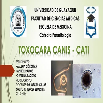 Toxocara canis - cati