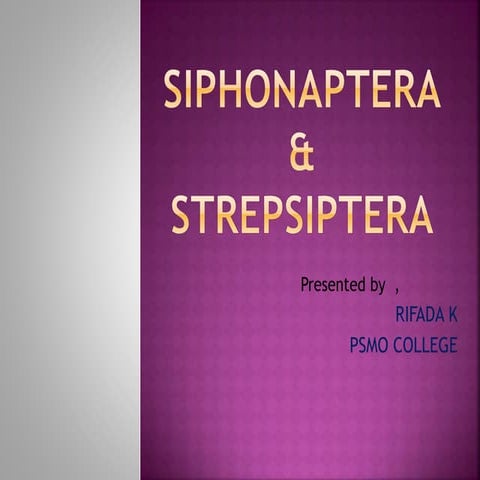 Siphonaptera & strepsiptera