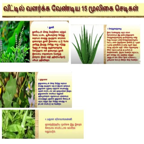 herbal plants at home basic need SIRD.pptx