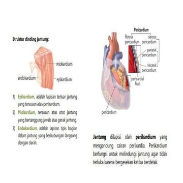 Sirkulasi kelas 11.pptx_20250915_061041_0000.pptx