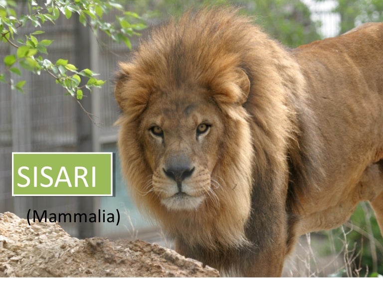 Sisari