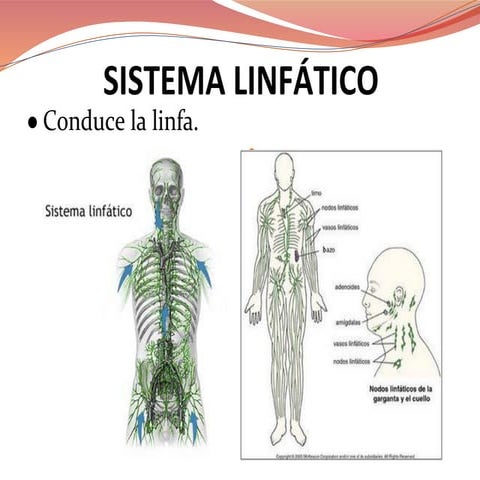 Sistema linfático.