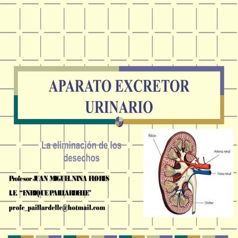 Funciones del sistema excretor | PPTX