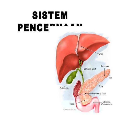 Sistem pencernaan-1 untuk kelas 5 SD