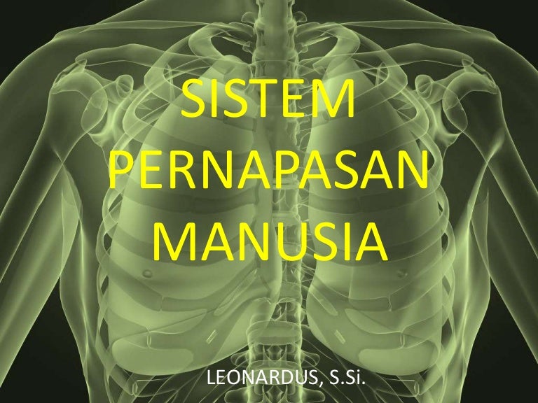 Sistem pernapasan manusia 1 