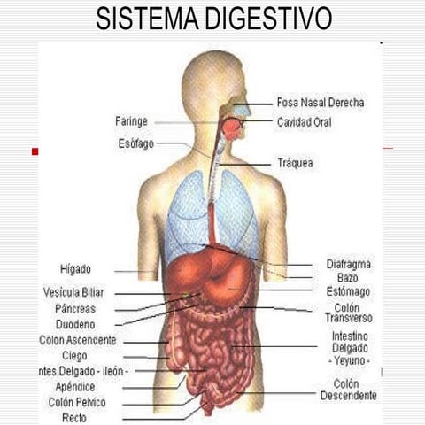 Sistema digestivo-power-point