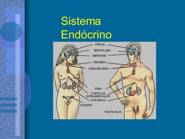 Sistema Hormonal