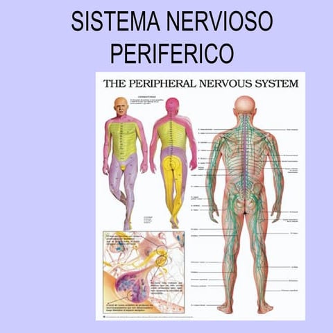 Sistema Nervioso Periferico 