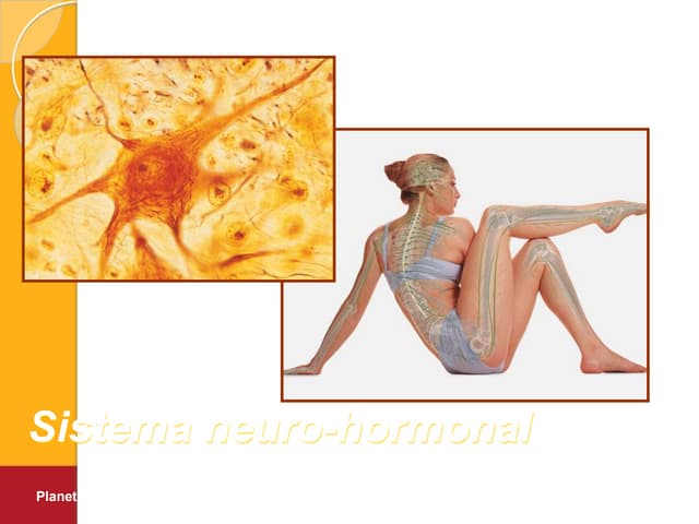 Sistema neuro-hormonal