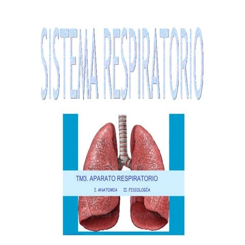 Sistema Respiratorio