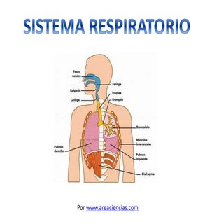 Sistema Respiratorio